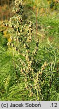 Artemisia abrotanum