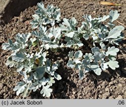 Artemisia stelleriana (bylica Stellera)