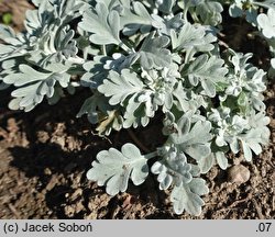 Artemisia stelleriana (bylica Stellera)