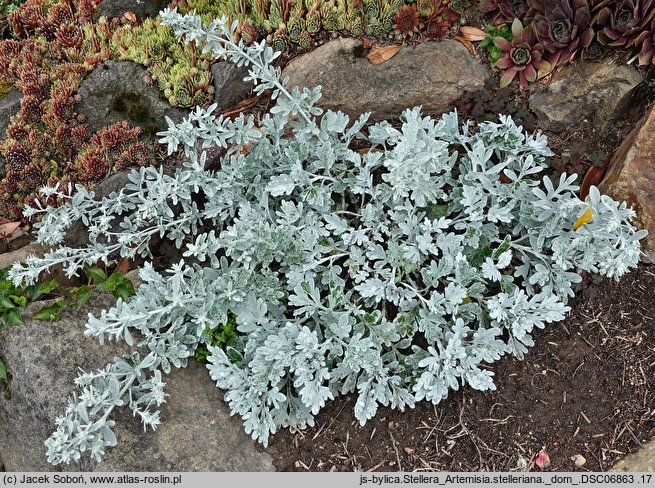 Artemisia stelleriana (bylica Stellera)