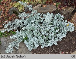 Artemisia stelleriana (bylica Stellera)