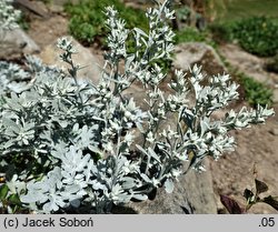 Artemisia stelleriana (bylica Stellera)