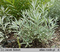 Artemisia ludoviciana Silver Queen