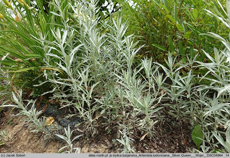 Artemisia ludoviciana Silver Queen