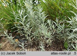Artemisia ludoviciana Silver Queen