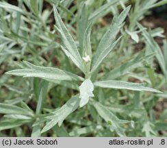 Artemisia ludoviciana Silver Queen
