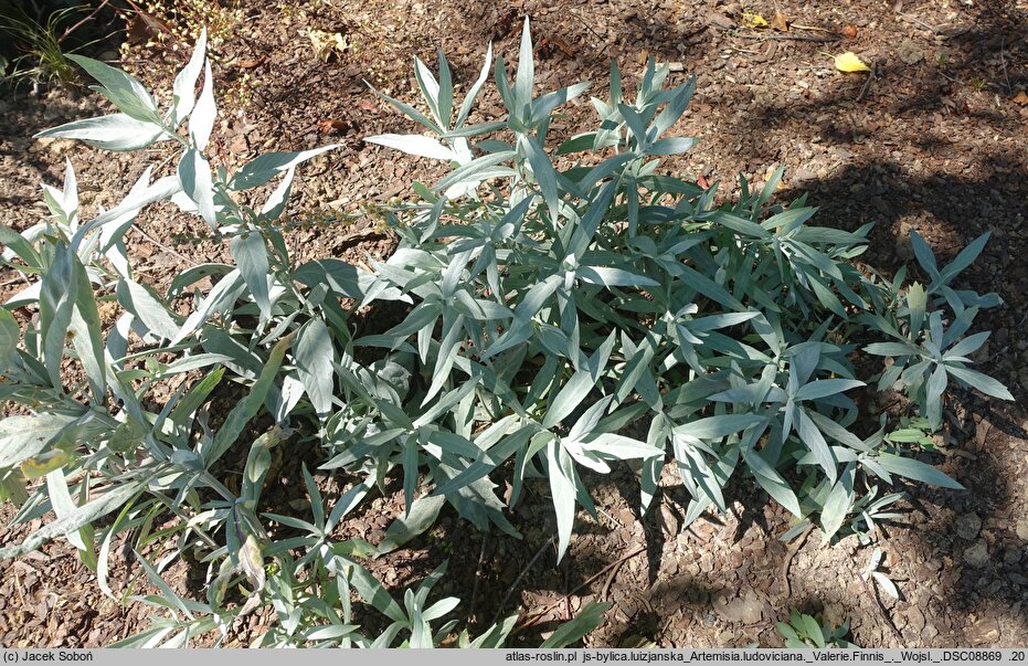 Artemisia ludoviciana Valerie Finnis