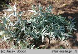 Artemisia ludoviciana Valerie Finnis