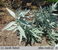 Artemisia ludoviciana Valerie Finnis