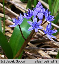 Scilla kladnii (cebulica trójlistna)