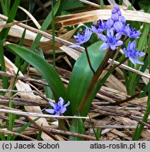 Scilla kladnii (cebulica trójlistna)