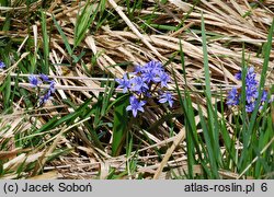 Scilla kladnii (cebulica trójlistna)