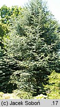 Chamaecyparis lawsoniana (cyprysik Lawsona)