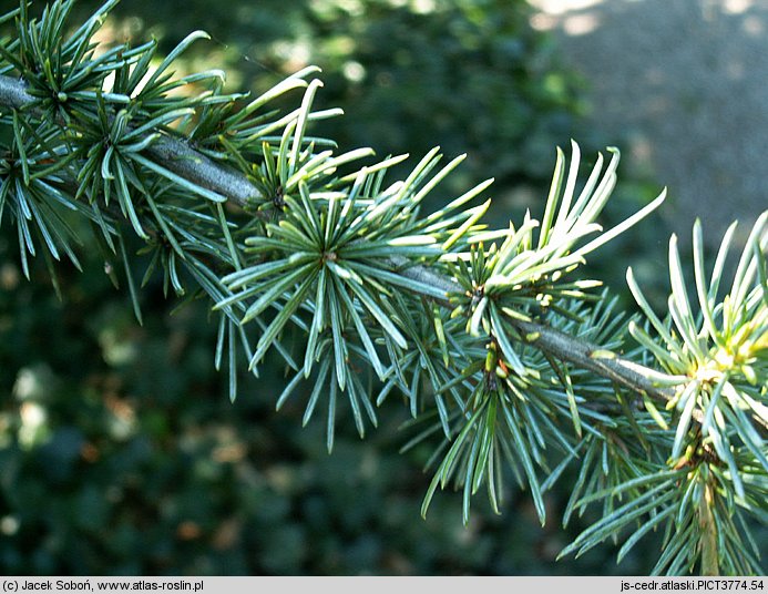 Chamaecyparis lawsoniana (cyprysik Lawsona)