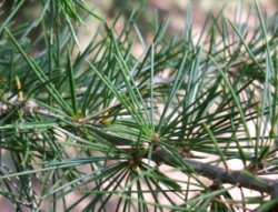 Cedrus libani