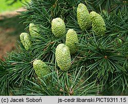 Cedrus libani