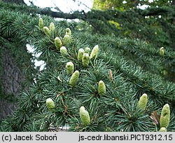 Cedrus libani