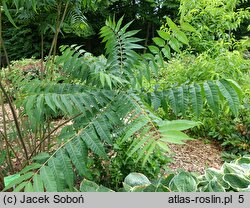 Toona sinensis (cedrówka chińska)