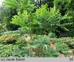 Toona sinensis (cedrówka chińska)