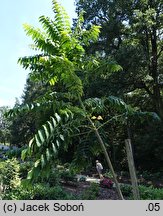 Toona sinensis (cedrówka chińska)