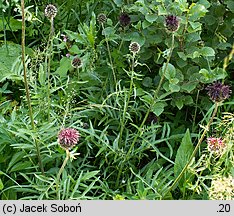 Centaurea kotschyana (chaber Kotschyego)