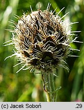 Centaurea kotschyana (chaber Kotschyego)