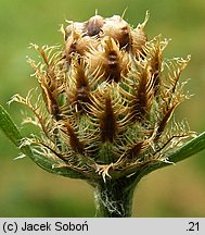 Centaurea oxylepis (chaber ostrołuskowy)