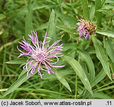 Centaurea oxylepis (chaber ostrołuskowy)