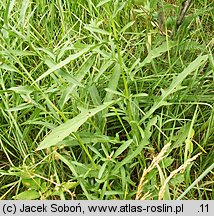 Centaurea oxylepis (chaber ostrołuskowy)