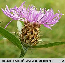 Centaurea oxylepis (chaber ostrołuskowy)