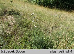 Centaurea scabiosa (chaber driakiewnik)