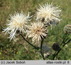 Centaurea scabiosa (chaber driakiewnik)