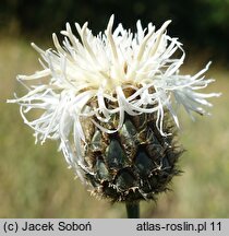 Centaurea scabiosa (chaber driakiewnik)