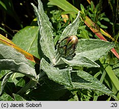 Centaurea mollis (chaber miękkowłosy)