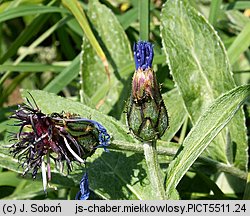 Centaurea mollis (chaber miękkowłosy)