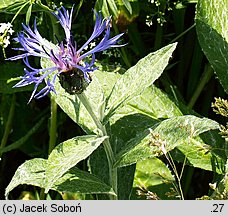 Centaurea mollis (chaber miękkowłosy)