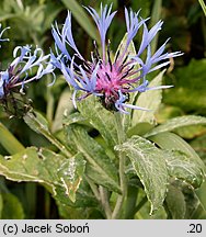 Centaurea mollis (chaber miękkowłosy)