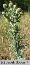 Centaurea stoebe (chaber nadreński)