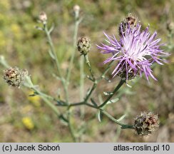 Centaurea stoebe (chaber nadreński)