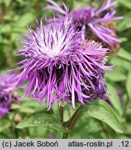 Centaurea hort. Cara Mia