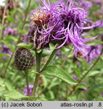 Centaurea hort. Cara Mia