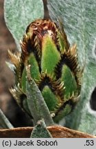 Centaurea pindicola