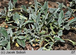 Centaurea pindicola