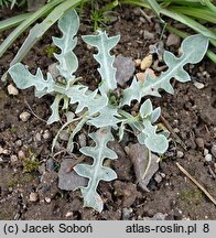 Centaurea pindicola