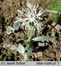 Centaurea pindicola