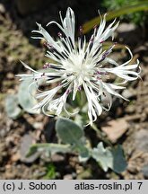 Centaurea pindicola