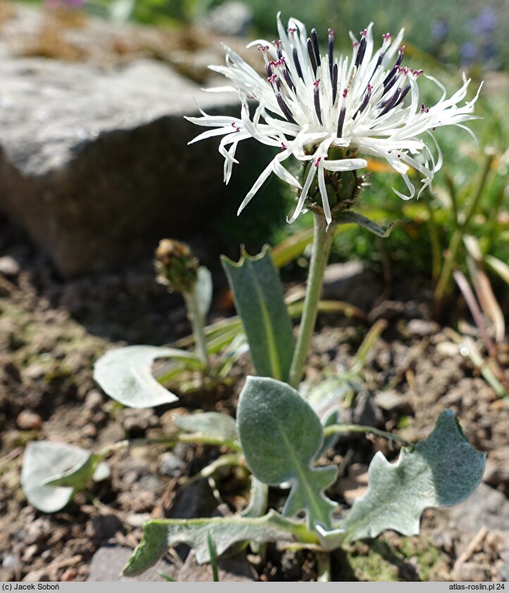 Centaurea pindicola