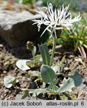 Centaurea pindicola