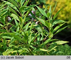 ×Chitalpa tashkentensis (chitalpa taszkiencka)