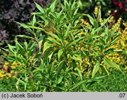 ×Chitalpa tashkentensis (chitalpa taszkiencka)